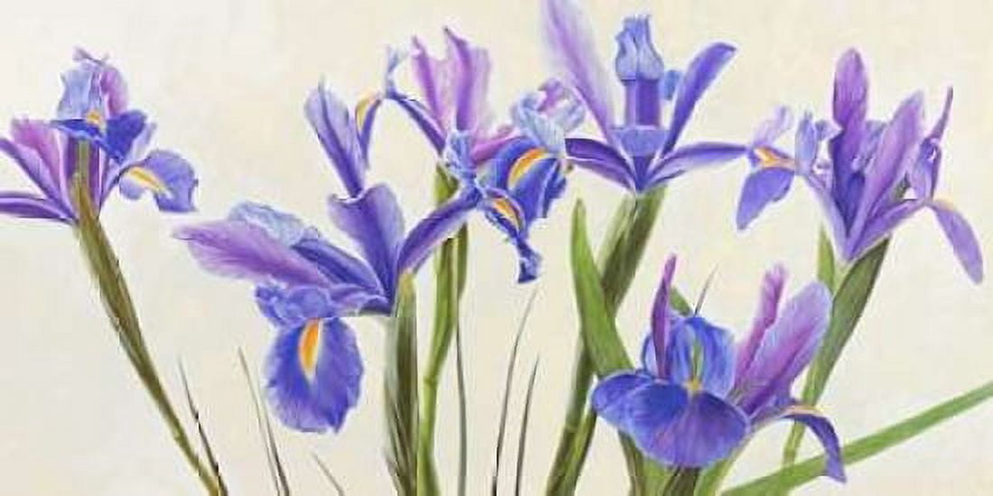 Posterazzi Iris Canvas Art - Elena Dolci (24 x 48)
