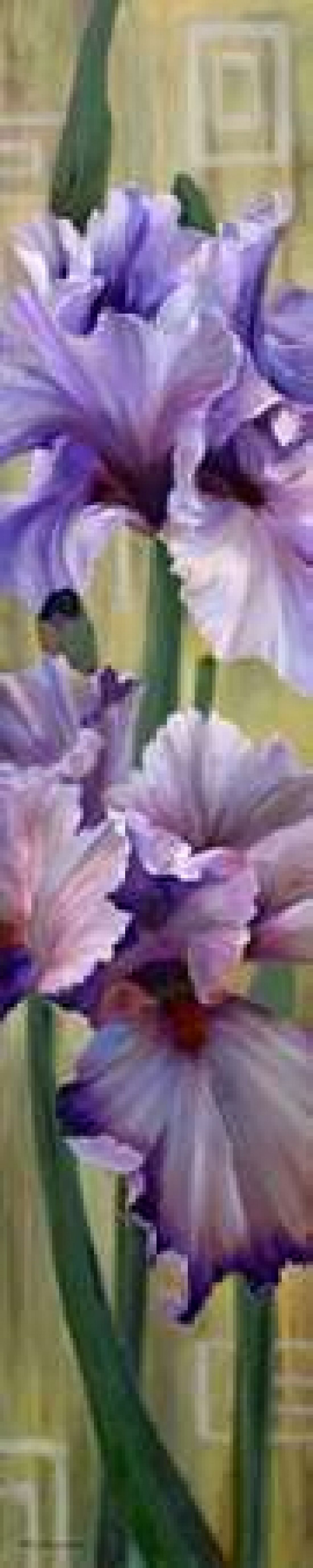 Posterazzi Iris I Canvas Art - Jan McLaughlin (12 x 36)
