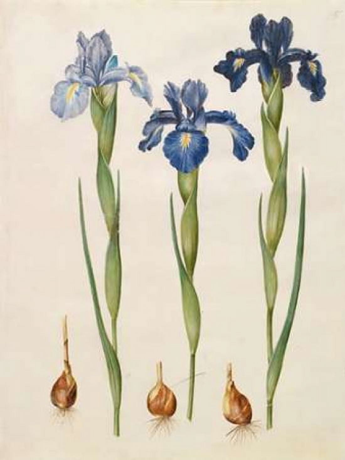 Posterazzi Iris xiphioides Canvas Art - Johannes S Holtzbecher (22 x 28)