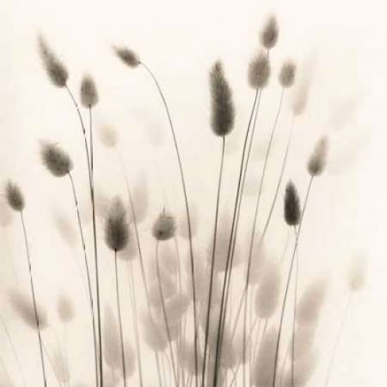 Posterazzi Italian Tall Grass No 1 Canvas Art - Alan Blaustein (24 x 24)