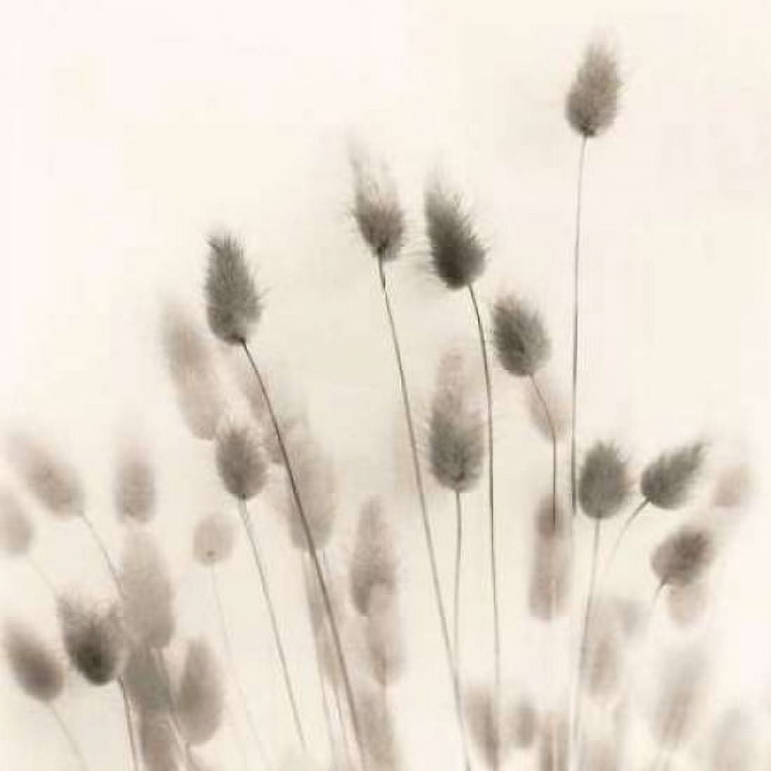 Posterazzi Italian Tall Grass No 2 Canvas Art - Alan Blaustein (24 x 24)