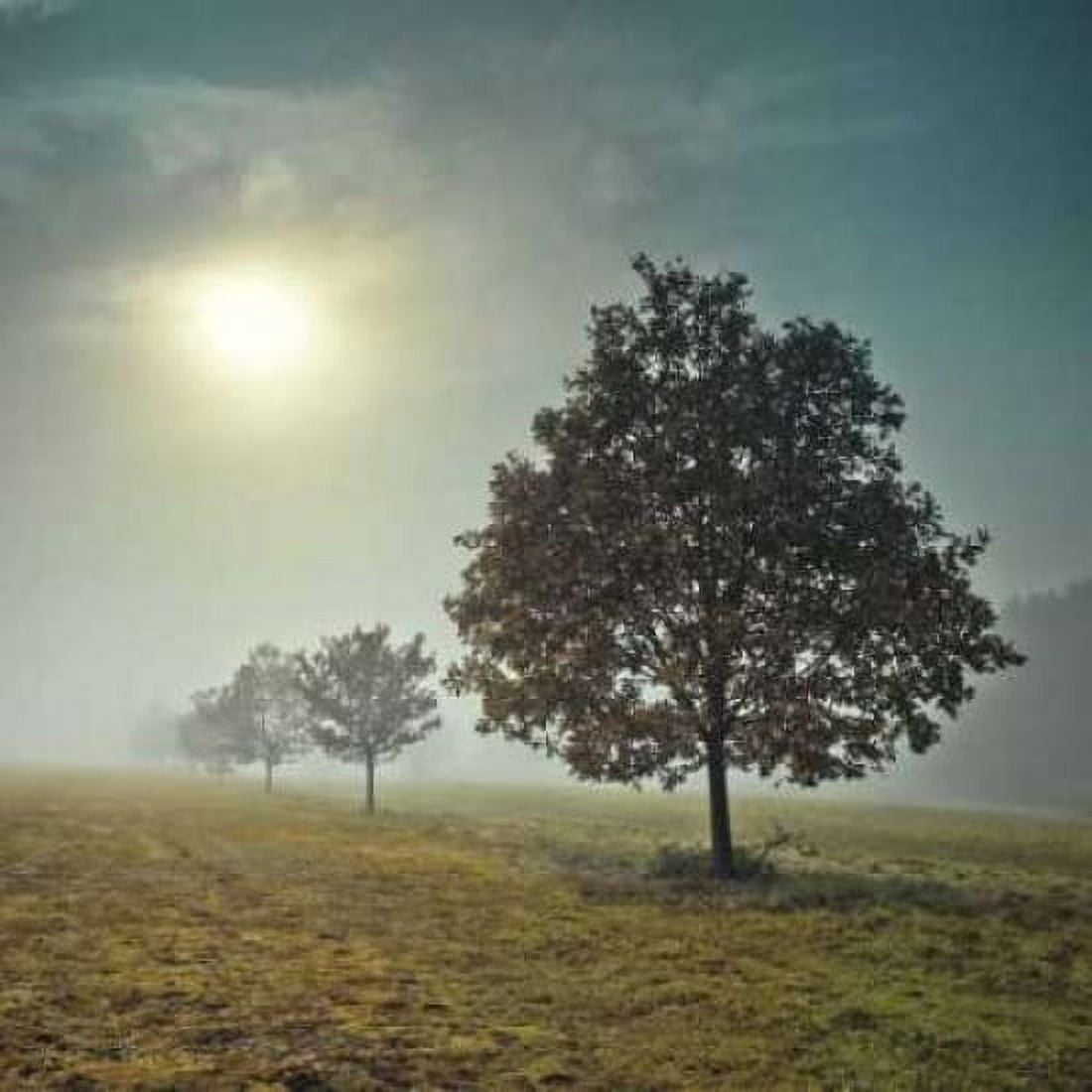 Posterazzi Its a New Day Canvas Art - Assaf Frank (24 x 24)