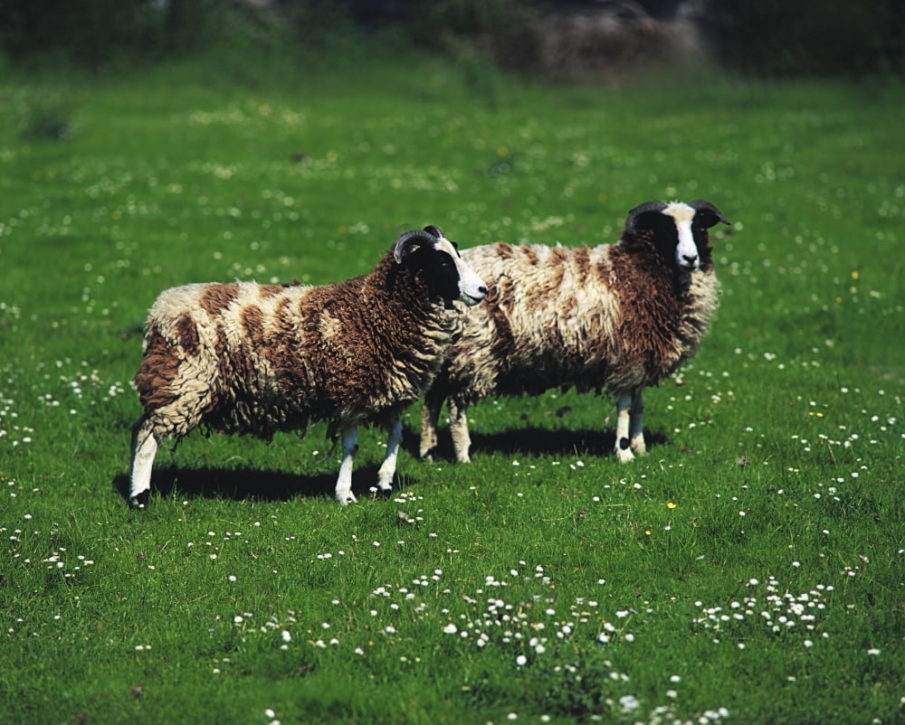 Posterazzi Jacob Sheep Canvas Art - The Irish Image Collection  Design Pics (34 x 26)