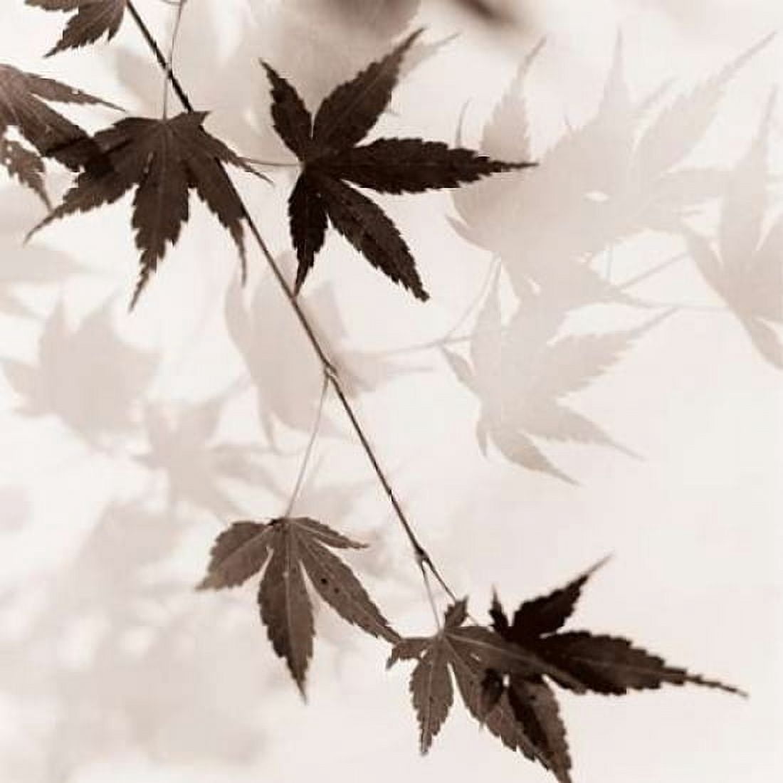 Posterazzi Japanese Maple Leaves No 1 Canvas Art - Alan Blaustein (24 x 24)