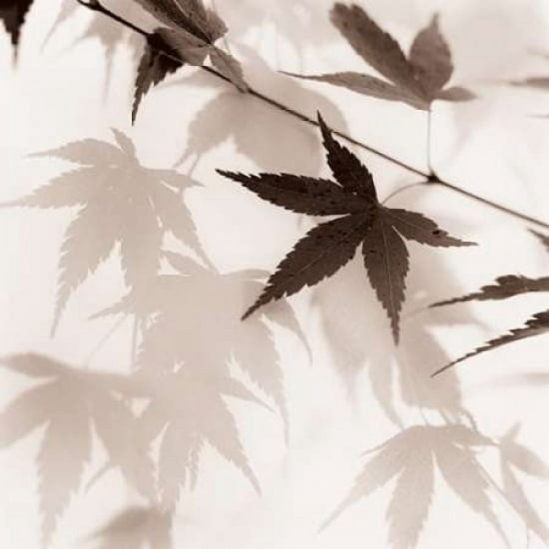 Posterazzi Japanese Maple Leaves No 2 Canvas Art - Alan Blaustein (24 x 24)