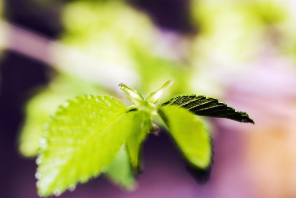 Posterazzi Japonica Tree Selective Focus On Green Leaves Canvas Art - Ray Laskowitz  Design Pics (34 x 22)