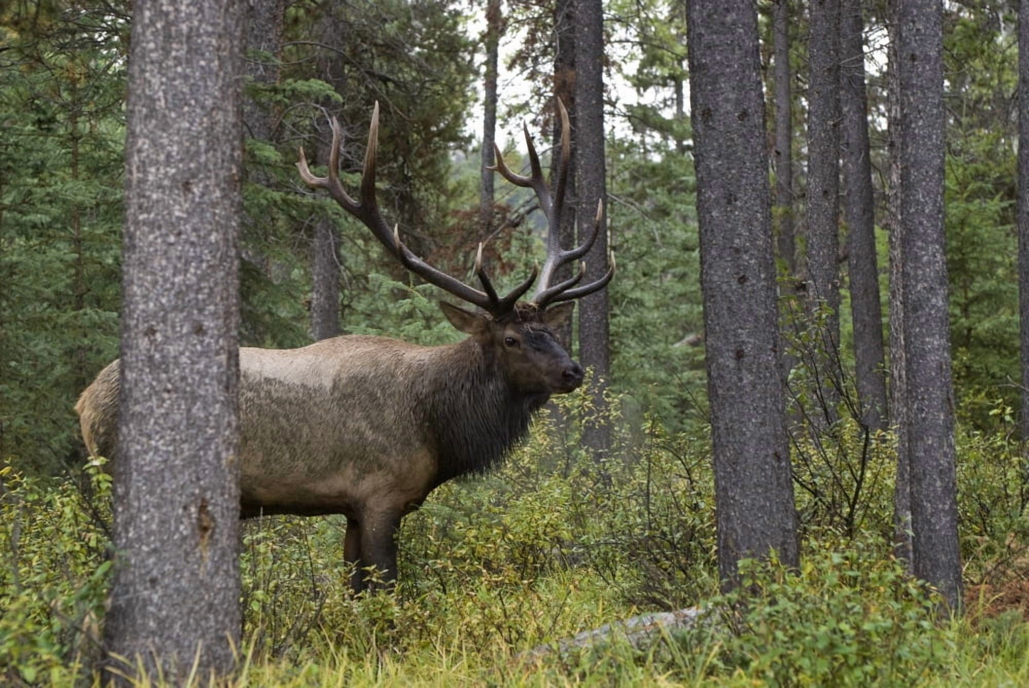 Posterazzi Jasper National Park Jasper Alberta Canada Bull Elk (Cervus Canadensis)During Rut Season Canvas Art - Philippe Widling  Design Pics (34 x 22)