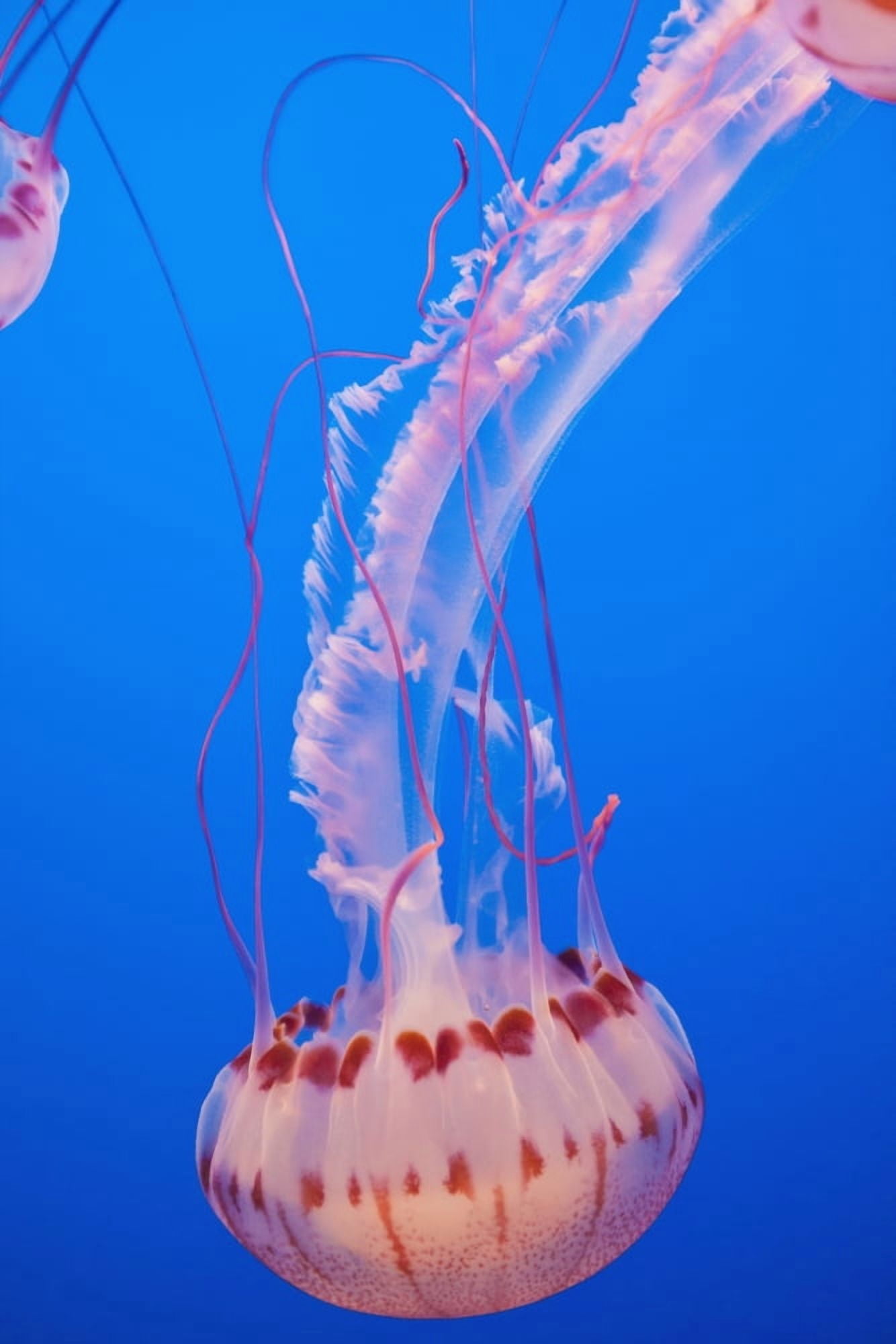 Posterazzi Jellyfish In Aquarium California Usa Canvas Art - Paul Quayle Design Pics (24 x 38)
