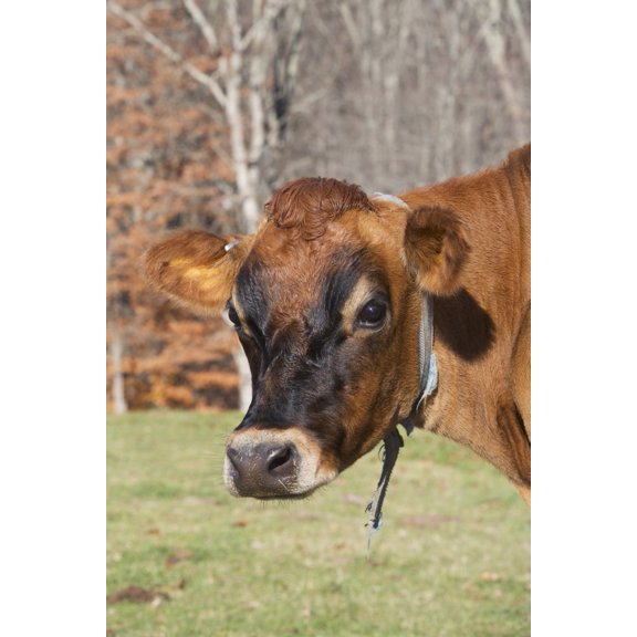 Posterazzi Jersey cow in autumn pasture Baldwin Brook Farm Canterbury Connecticut United States of America Canvas Art - Lynn Stone Design Pics (24 x 38)