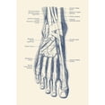 thumbnail image 1 of Posterazzi John Parrot Vintage Anatomy Print of The Human Foot Showcasing The Veins And Arteries 11" x 17" Framed Poster, 1 of 1