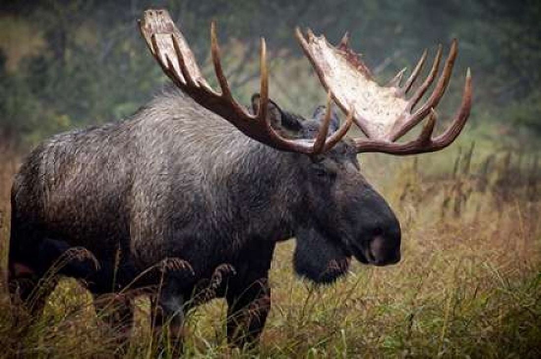 Posterazzi King of Alaska Canvas Art - John Stalowy (20 x 28)