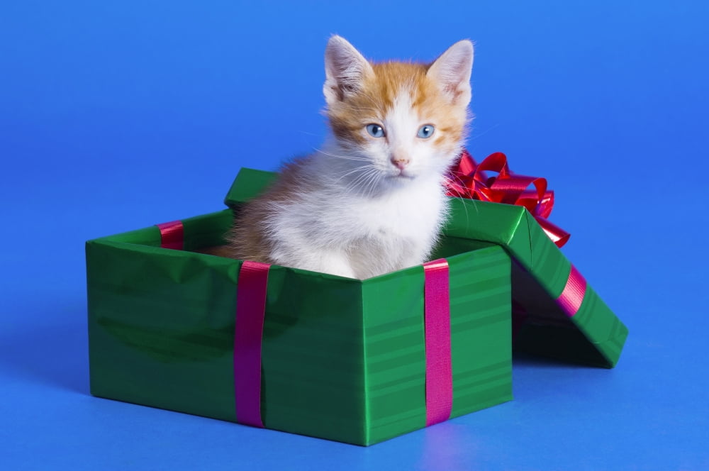 Posterazzi Kitten In Gift Box Canvas Art - Corey Hochachka  Design Pics (34 x 22)