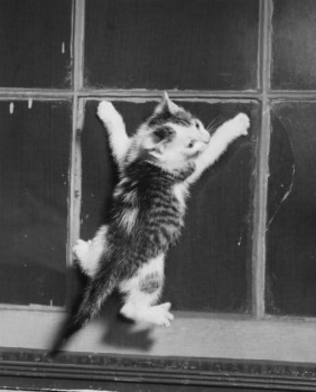 Posterazzi Kitten climbing a window screen Canvas Art - (24 x 36)