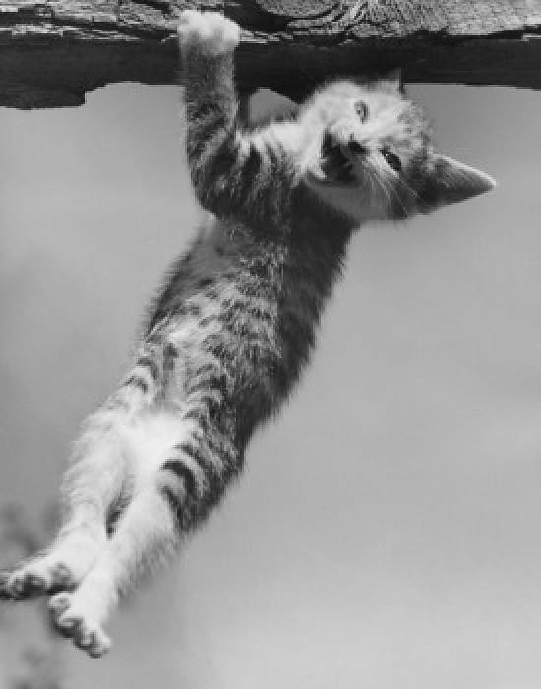 Posterazzi Kitten hanging from a branch Canvas Art - (24 x 36)