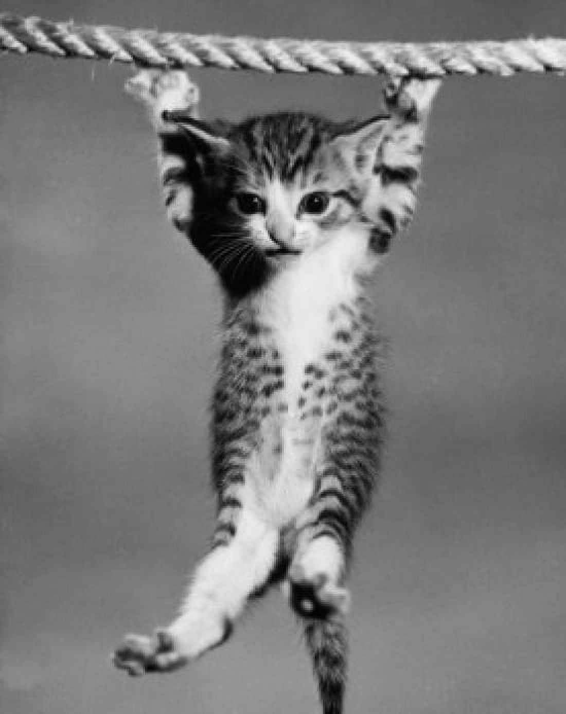 Posterazzi Kitten hanging from a rope Canvas Art -  (24 x 36)