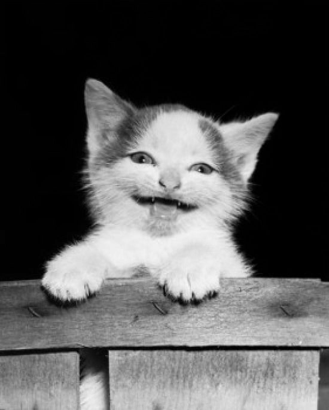 Posterazzi Kitten hanging on the side of a basket Canvas Art - (24 x 36)