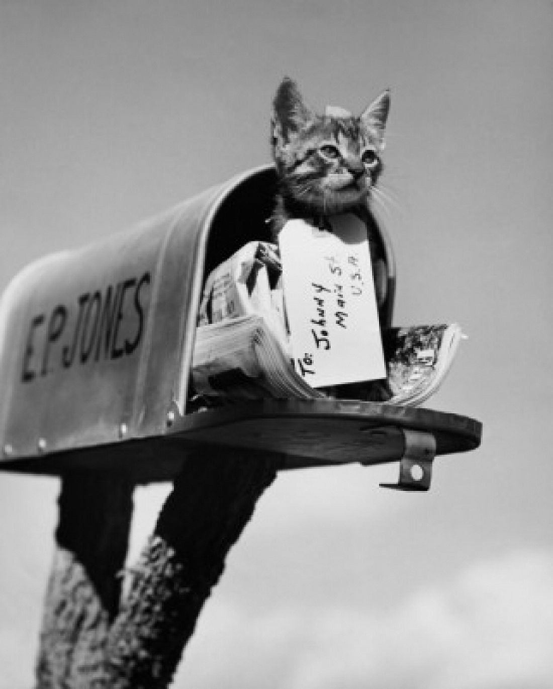Posterazzi Kitten in a mailbox Canvas Art -  (24 x 36)