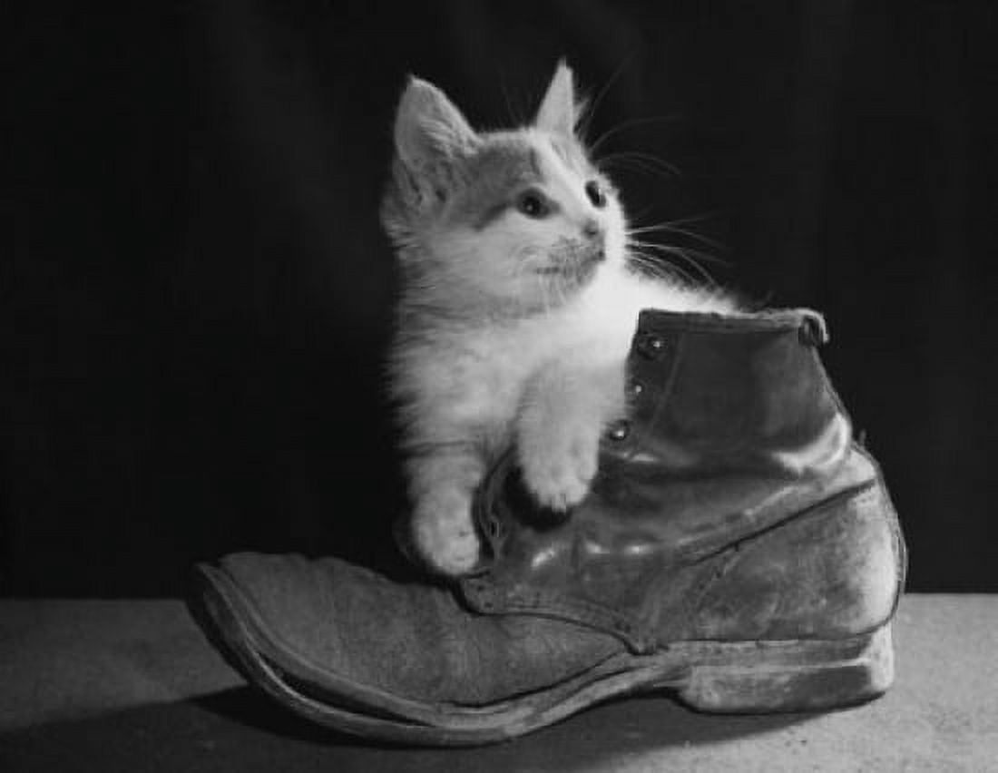 Posterazzi Kitten with an old boot Canvas Art - (24 x 36)