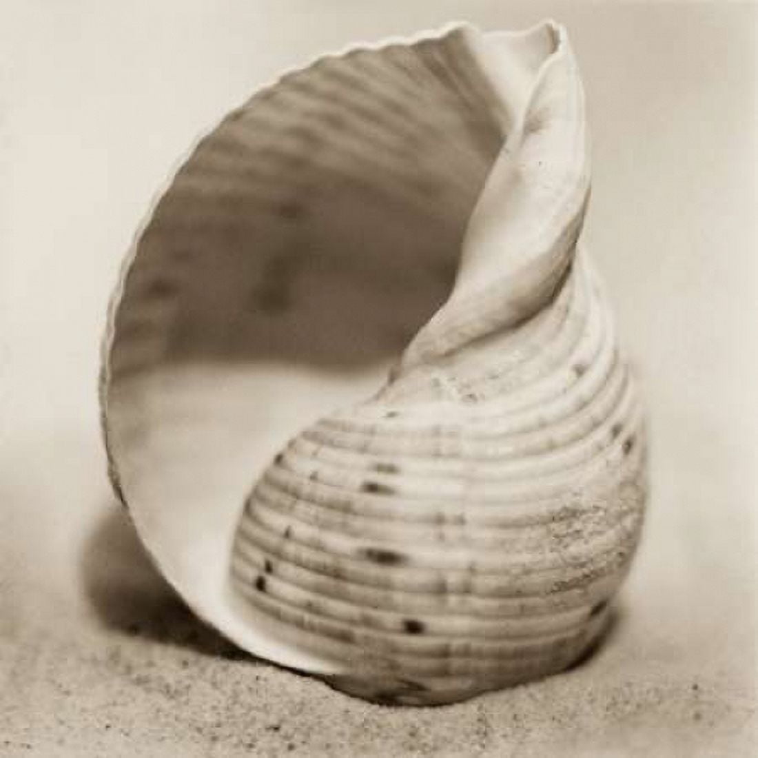 Posterazzi La Playa No4 Canvas Art - Alan Blaustein (24 x 24)