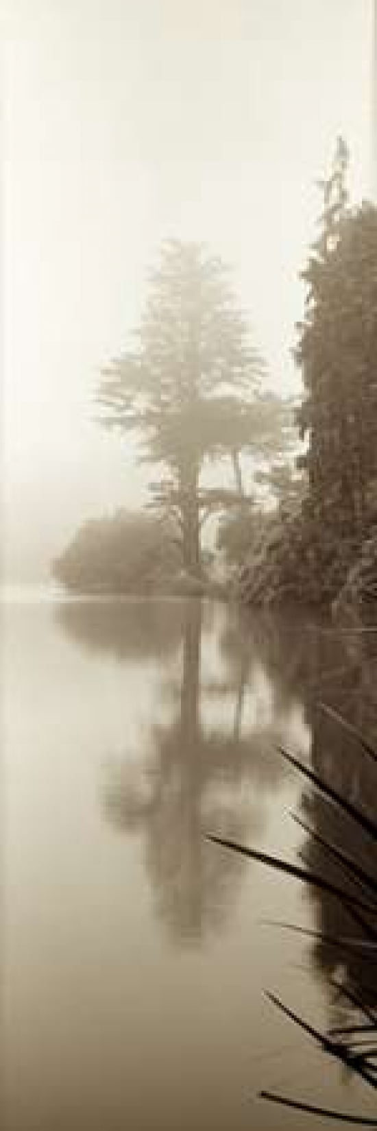 Posterazzi Lakeside Tree - 2 Canvas Art - Alan Blaustein (12 x 36)