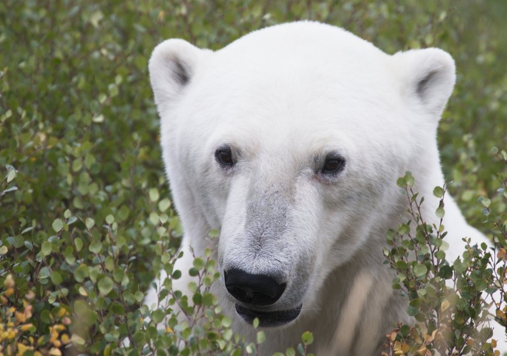 Posterazzi Large male polar bear (ursus maritimus) sitting in the willow bushes near Churchill Manitoba Canada Canvas Art - Robert Postma Design Pics (36 x 26)