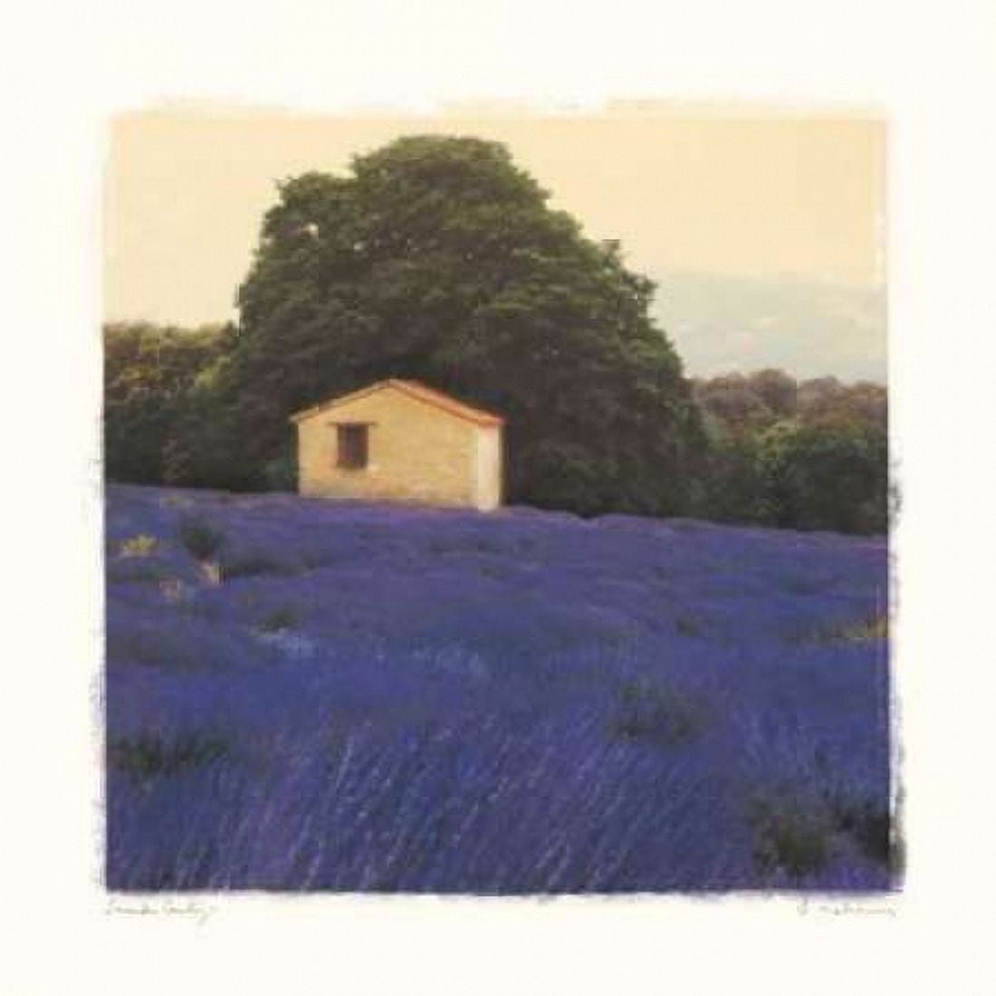 Posterazzi Lavender Country Canvas Art - Amy Melious (24 x 24)