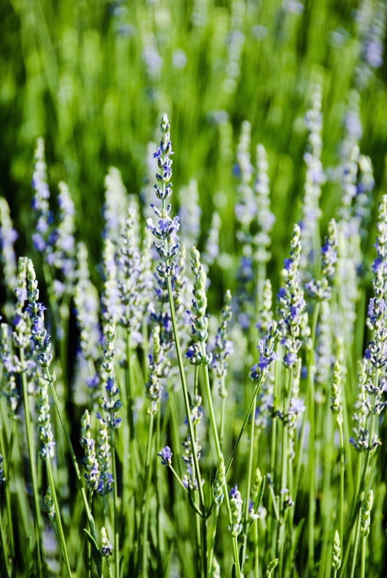 Posterazzi Lavender (Lavandula Angustifolia) Many Sprigs Growing In Field Canvas Art - Ray Laskowitz Design Pics (22 x 34)