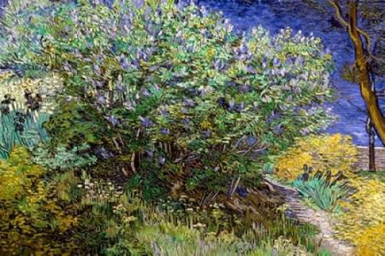Posterazzi Le buisson de lilas Canvas Art - Vincent Van Gogh (20 x 28)