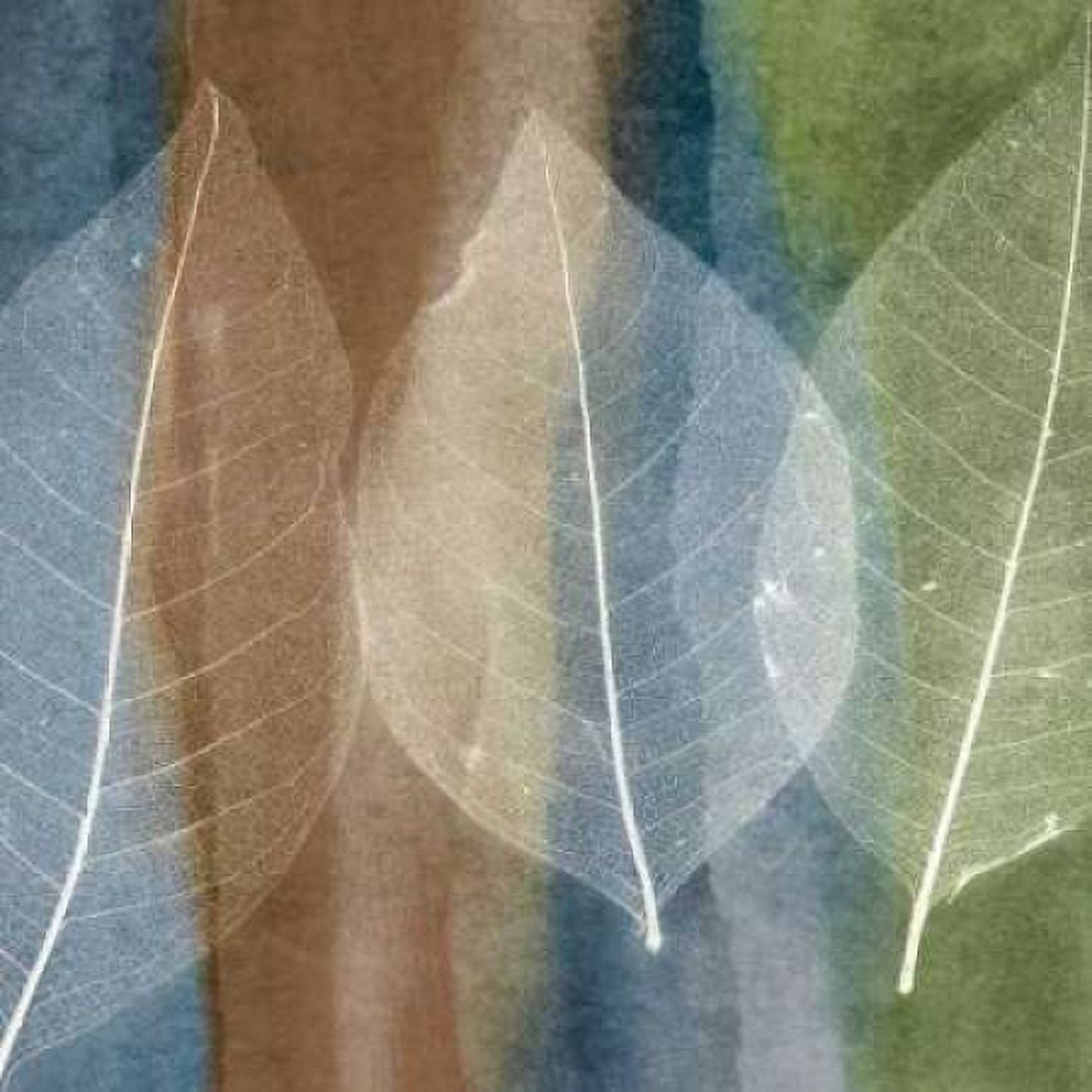 Posterazzi Leaf Structure II Canvas Art - John Rehner (24 x 24)