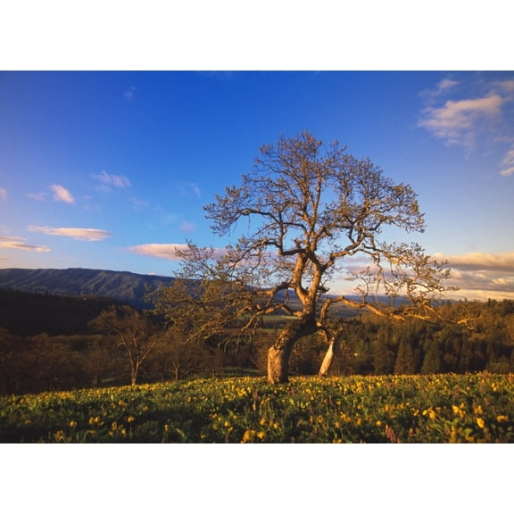 Posterazzi DPI1783839LARGE Leafless Oak Tree in Mountain Meadow Fallen Autumn Leaves Columbia River Gorge Poster Print by Natural Selection Craig Tuttle, 34 x 26 - Large