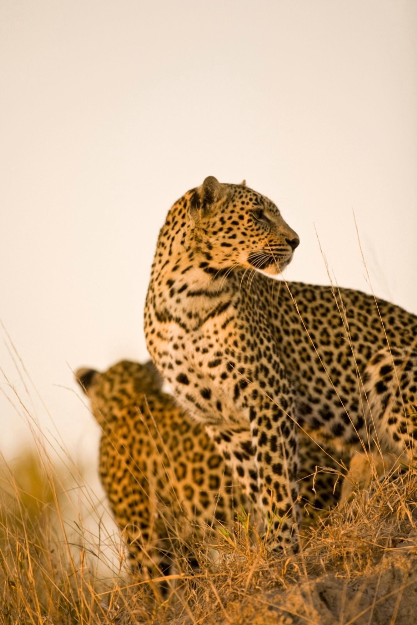 Posterazzi Leopard (Panthera Pardus) Arathusa Safari Lodge Sabi Sand Reserve Mpumalanga South Africa Africa Canvas Art - Stuart Westmorland  Design Pics (24 x 36)