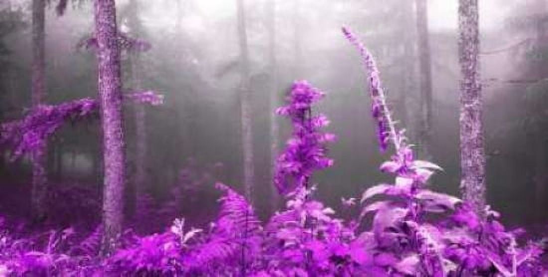 Posterazzi Lilac forest 810 Canvas Art - JA Palacios (24 x 48)