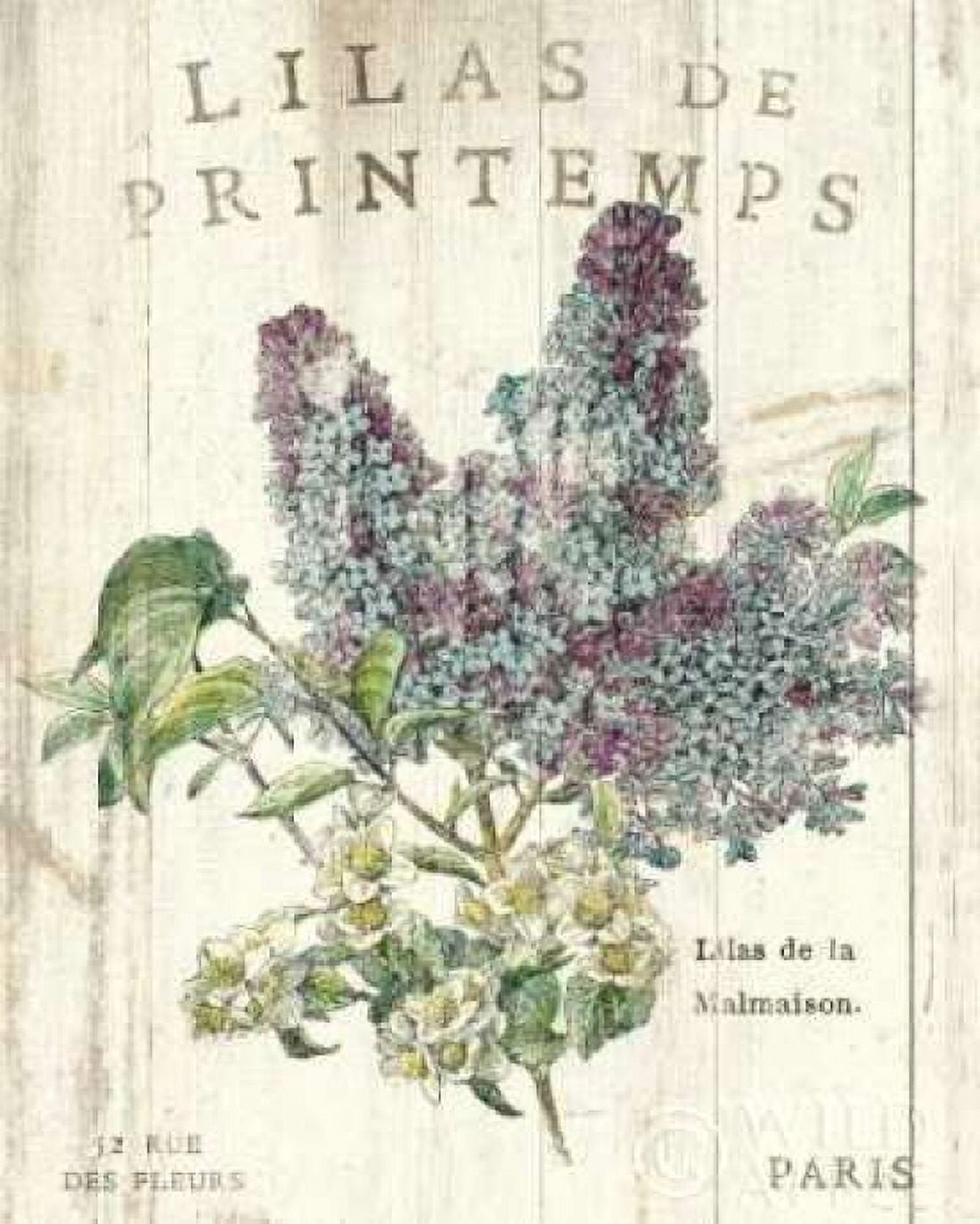 Posterazzi Lilas de Printemps Canvas Art - Sue Schlabach (24 x 30)