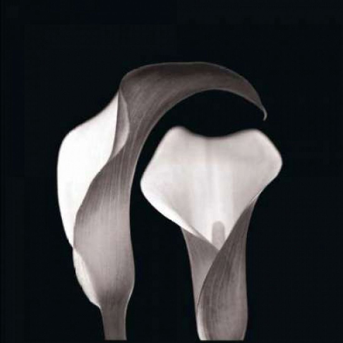 Posterazzi Lilies Canvas Art - Michael Faragher (24 x 24)
