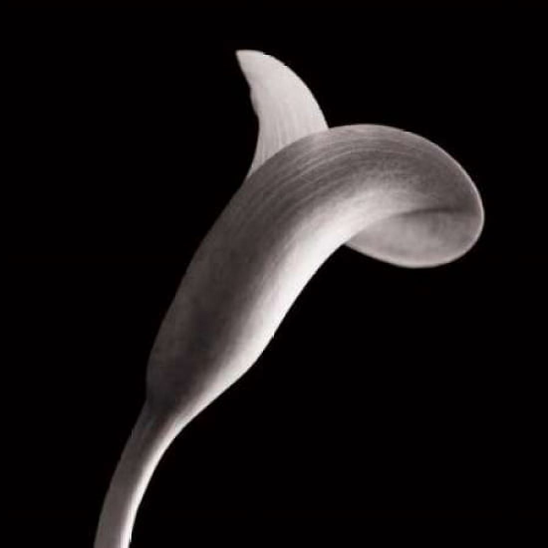 Posterazzi Lilies Canvas Art - Michael Faragher (24 x 24)