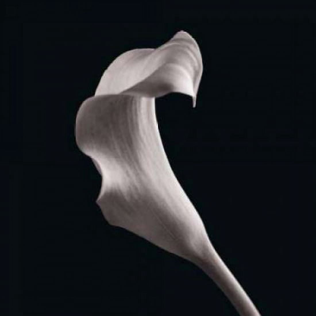 Posterazzi Lilies Canvas Art - Michael Faragher (24 x 24)