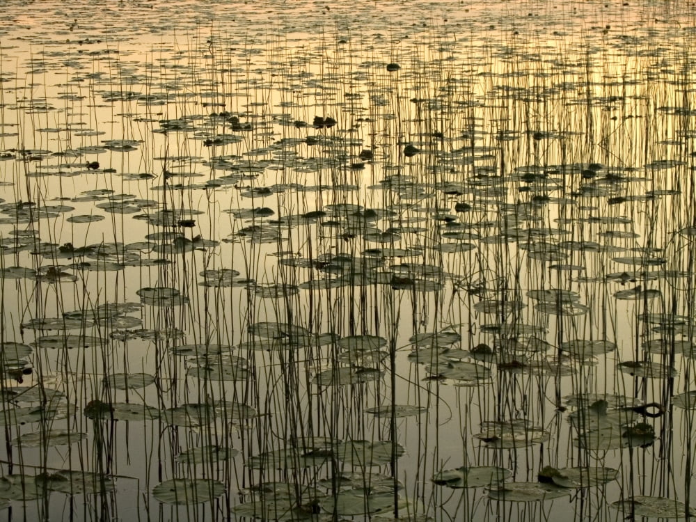 Posterazzi Lilies On Deadman Lake Sunset Tetlin Nwr Sc Ak Summer Canvas Art - Gina Bringman Design Pics (32 x 24)