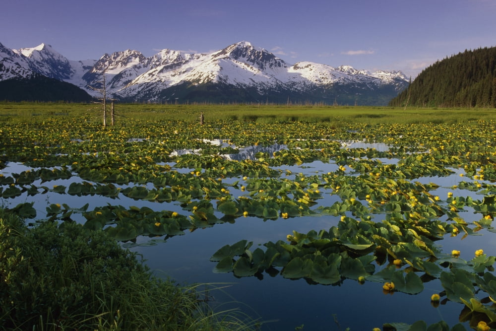 Posterazzi Lilly Pads In Bloom On Wetlands Chugach Nf Sc Ak Summer Chugach Mtns Canvas Art - Jeff Schultz Design Pics (34 x 22)
