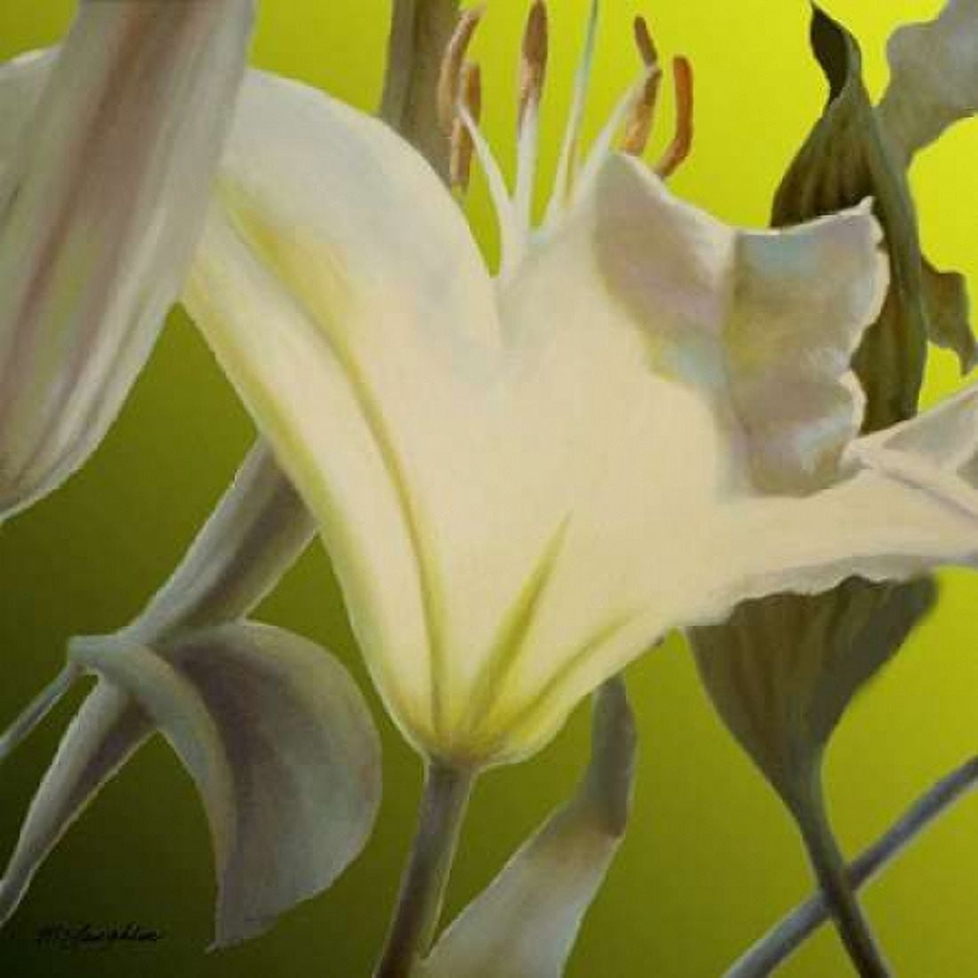 Posterazzi Lily Green Canvas Art - Jan McLaughlin (24 x 24)