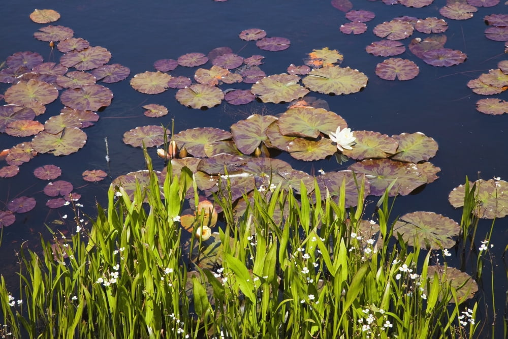 Posterazzi Lily Pads In A Lake Near Dunmanus Bay County Cork Ireland Canvas Art - Peter Zoeller Design Pics (38 x 24)