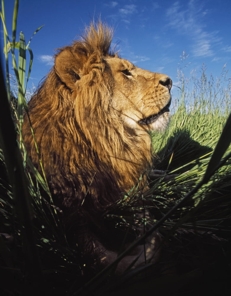 Posterazzi Lion (Panthera Leo) With Big Mane Laying In Tall Green Grass Canvas Art - David Ponton  Design Pics (26 x 34)