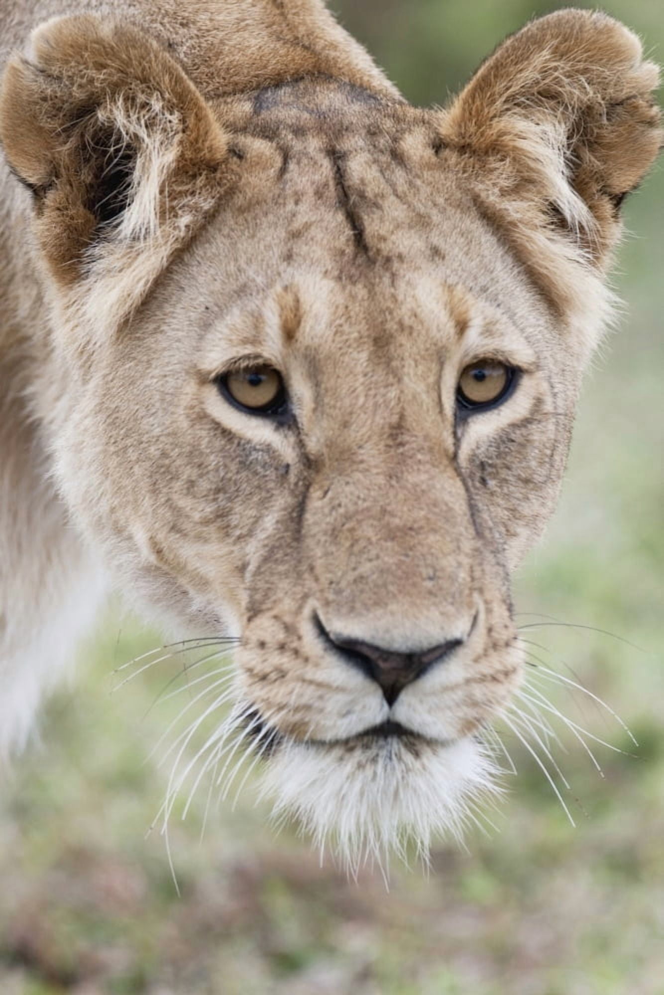 Posterazzi Lioness Canvas Art - Keith Levit Design Pics (24 x 36)