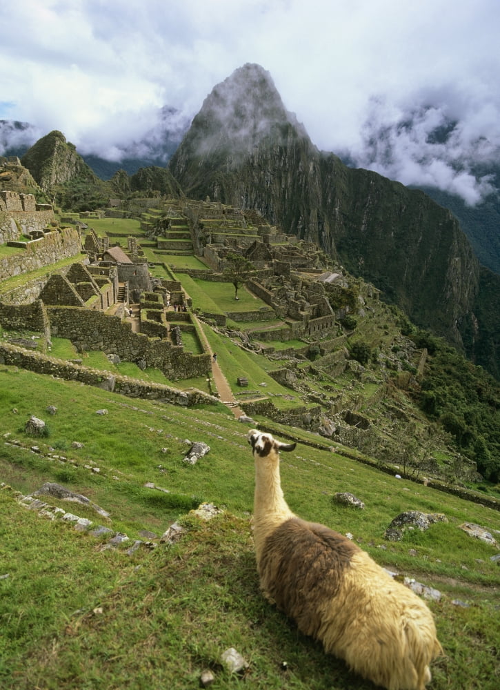 Posterazzi Llama At Machu Picchu Canvas Art - Chris Caldicott  Design Pics (26 x 36)