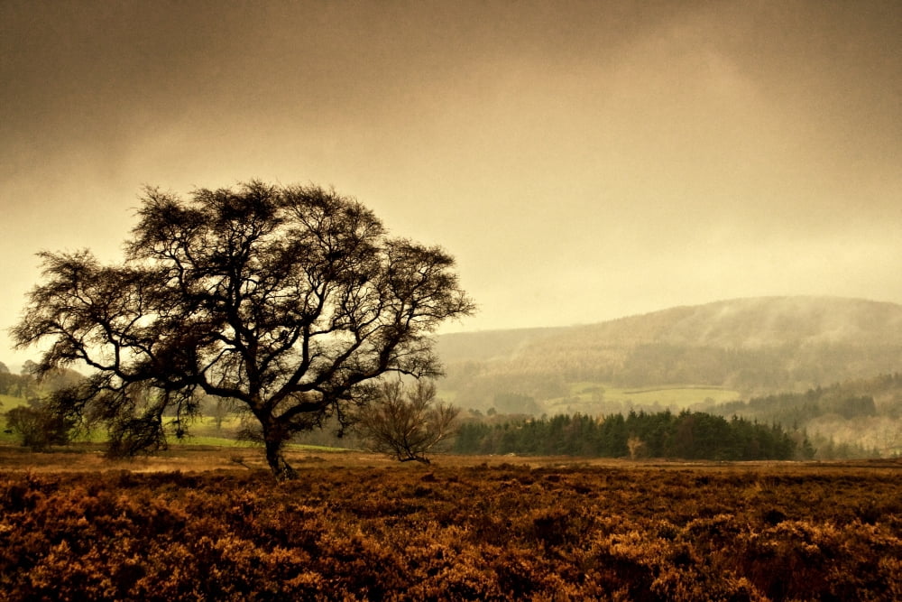 Posterazzi Lone Tree In Field Canvas Art - John Short Design Pics (34 x 22)