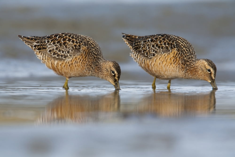 Posterazzi Long-Billed Dowitcher Feeding On The Mudflats Of The Copper River Delta Southcentral Alaska Spring Canvas Art - Milo Burcham Design Pics (38 x 24)