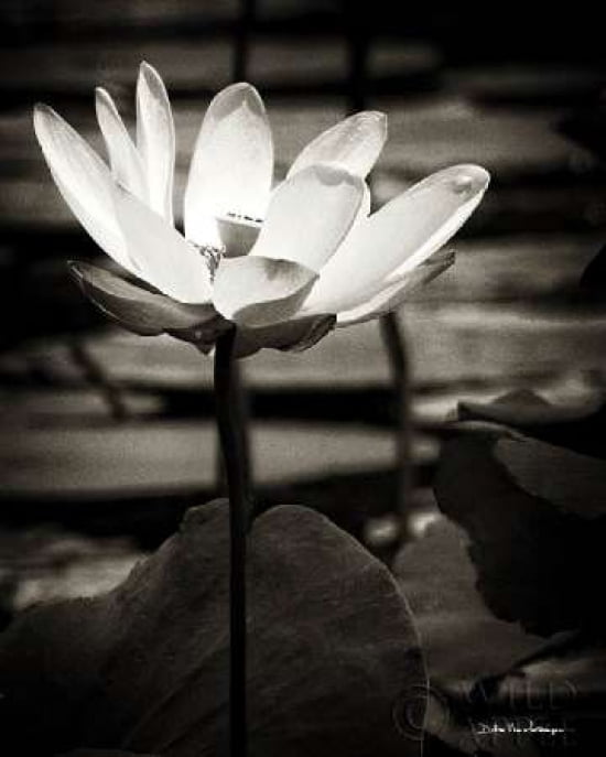 Posterazzi Lotus Flower VIII Canvas Art - Debra Van Swearingen (24 x 30)