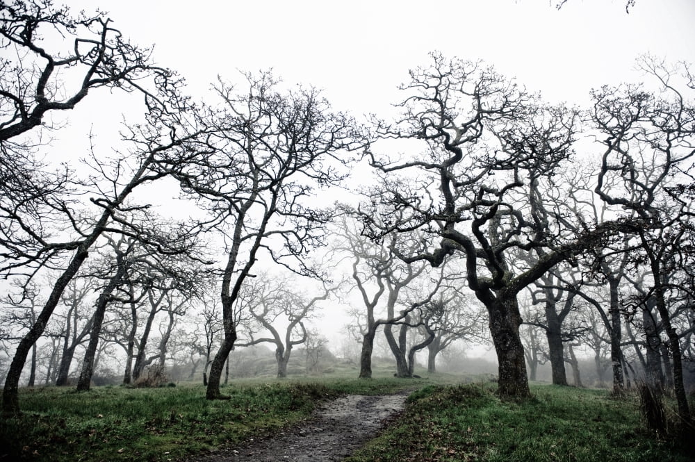 Posterazzi Low Angle View Of Eerie Tree Silhouettes Canvas Art - Helene Cyr Design Pics (38 x 24)