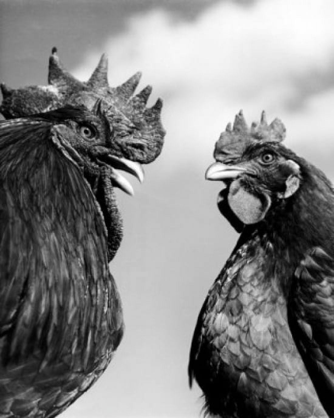 Posterazzi Low-angle portrait of cockerel pair Canvas Art - (24 x 36)