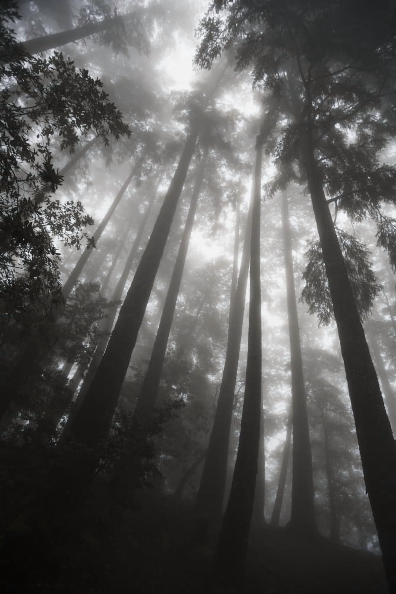 Posterazzi Low angle view of tree tops in the fog California United States of America Canvas Art - Paul Quayle Design Pics (24 x 38)