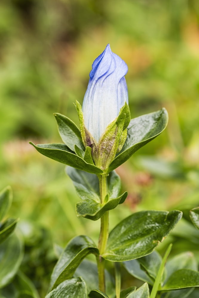Posterazzi Macro of Broadpetal Gentian (Gentiana platypetala) at Crow Pass in Chugach National Forest in Southcentral Alaska Summer Afternoon Canvas Art - Ray Bulson Design Pics (24 x 38)